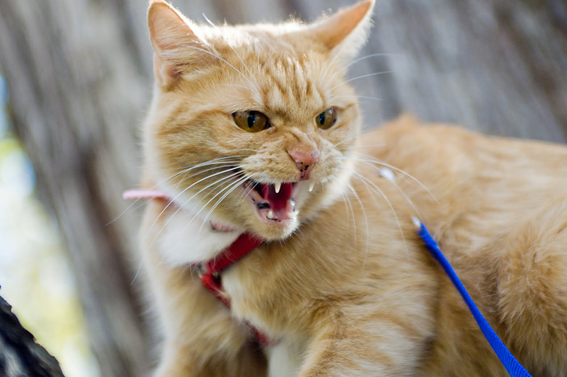 В 2015 году в Новоуральске домашняя кошка с бешеством покусала хозяйку