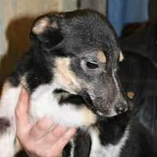 В Новоуральске приют 