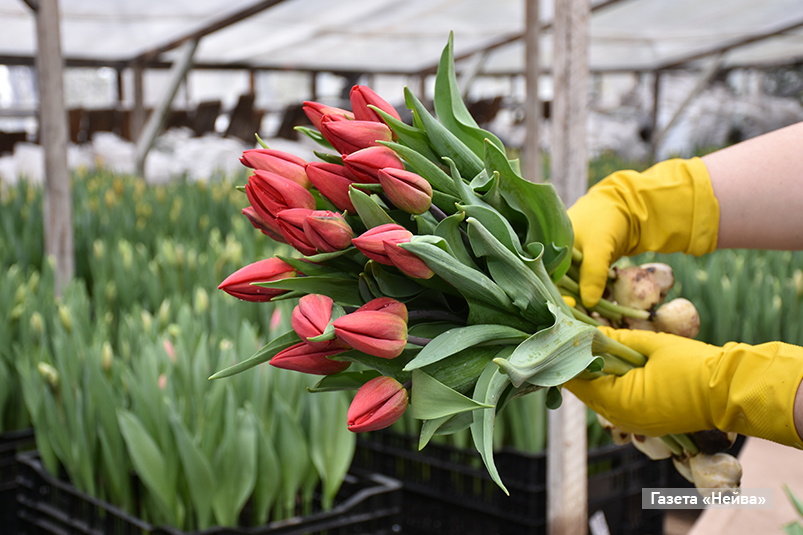 Тюльпаны в Новоуральске