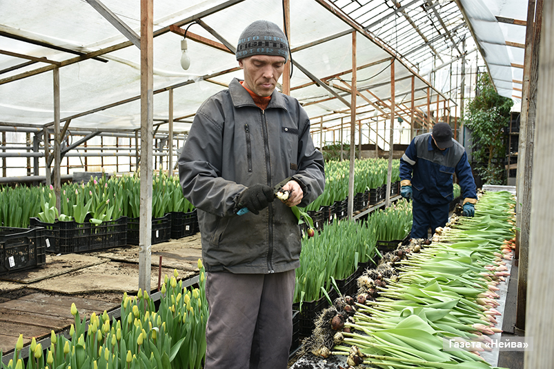 Тюльпаны в Новоуральске