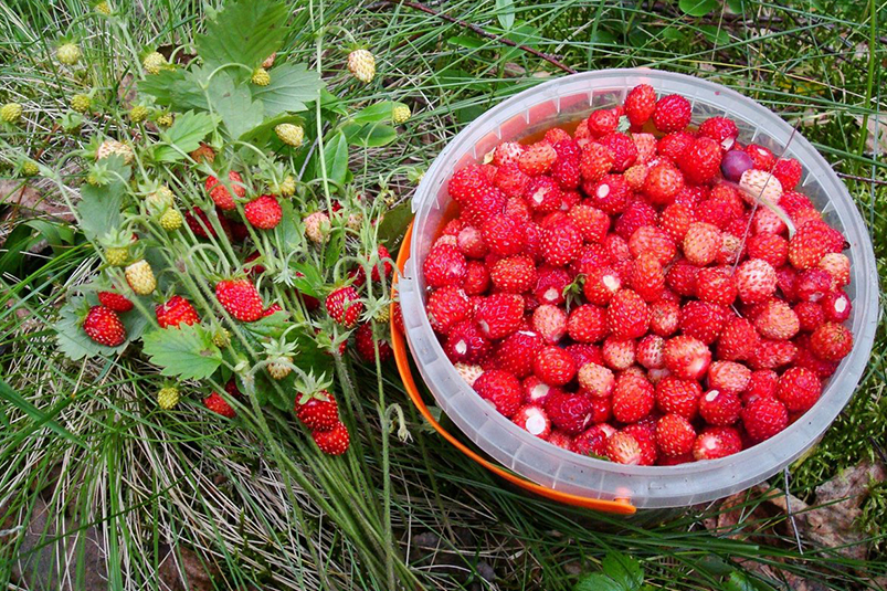 Польза земляники