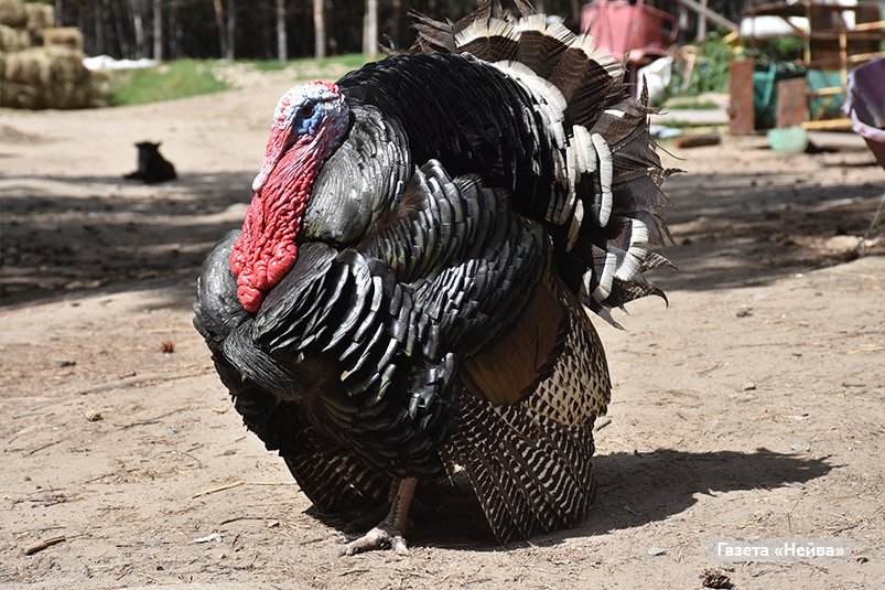 Индюк Паша в клубе 