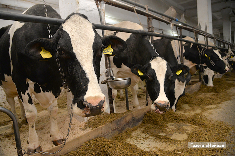 Телятницы в агрофирме