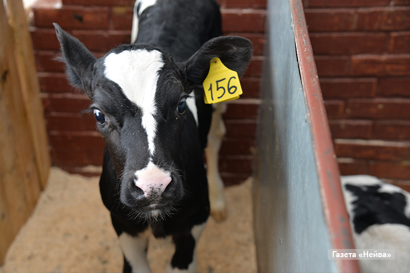 Телятницы в агрофирме