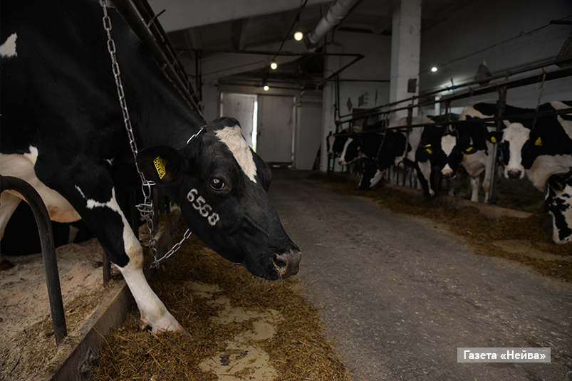 Телятницы в агрофирме