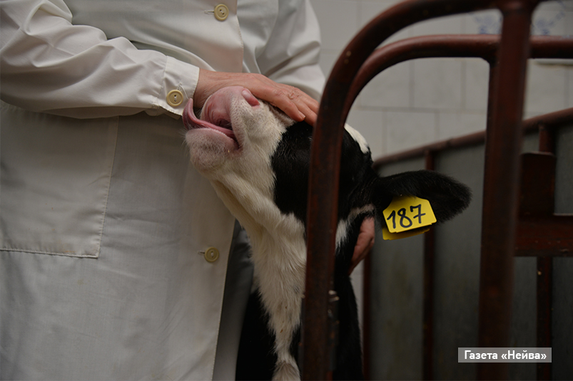 Телятницы в агрофирме