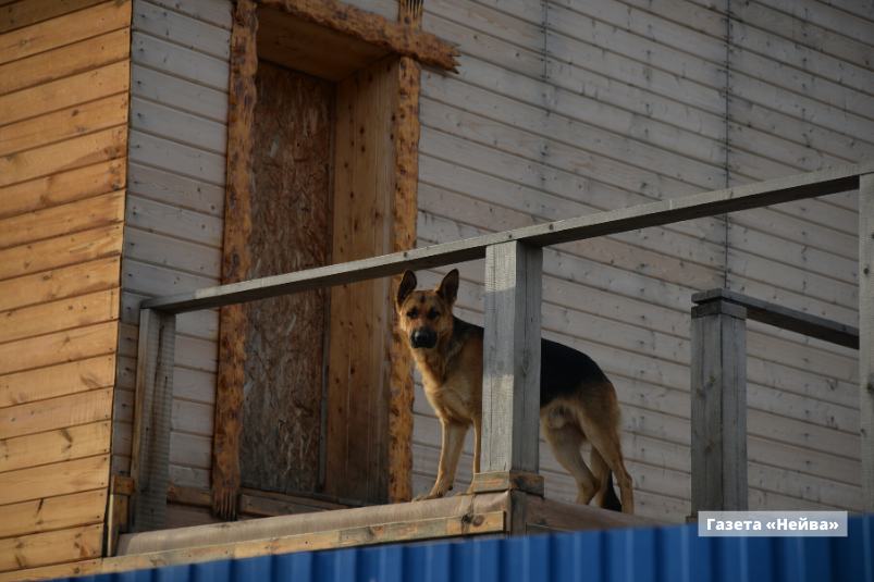 Постройки семьи Алиевых, Пальники
