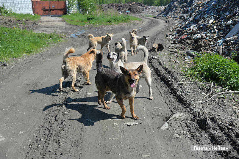 стаи бездомных собак, Новоуральск