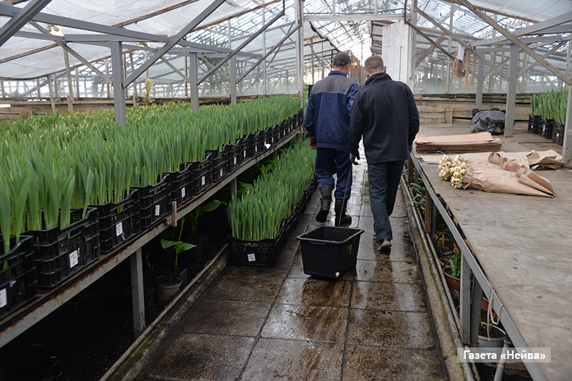 Тепличное хозяйство 