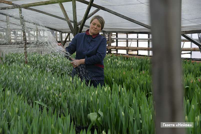 Тепличное хозяйство 