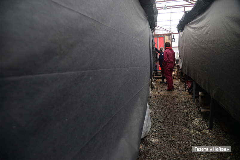 Тепличное хозяйство 