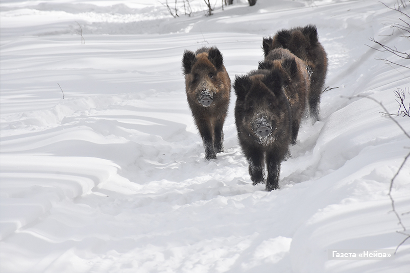 верх-нейвинское охотхозяйство