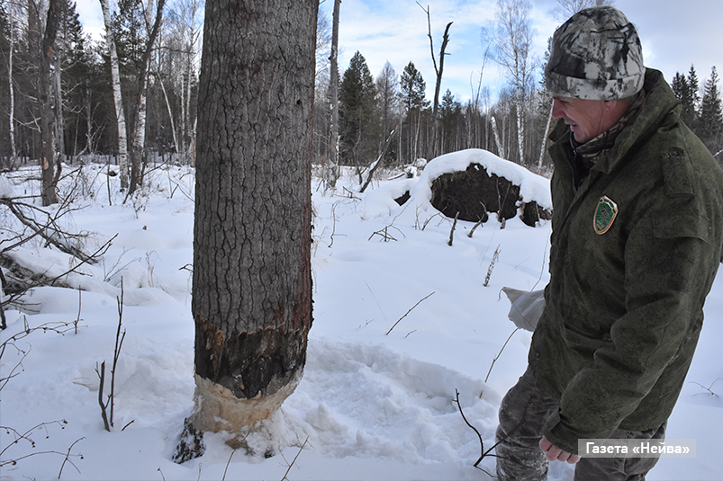 верх-нейвинское охотхозяйство