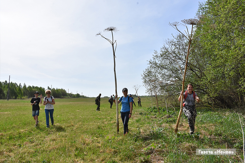 Борщевик в Тарасково