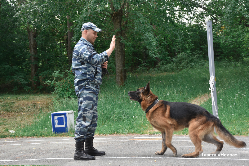 Полицейский собаки, Новоуральск