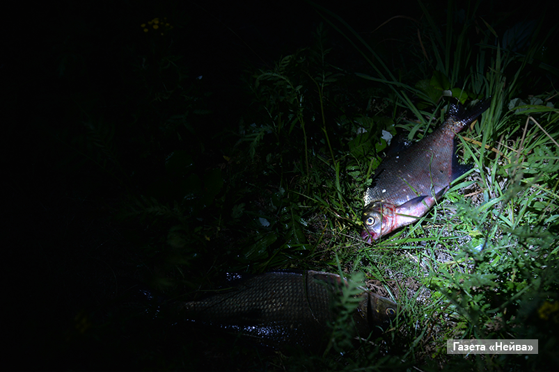 Рыба, Верх-Нейвинск