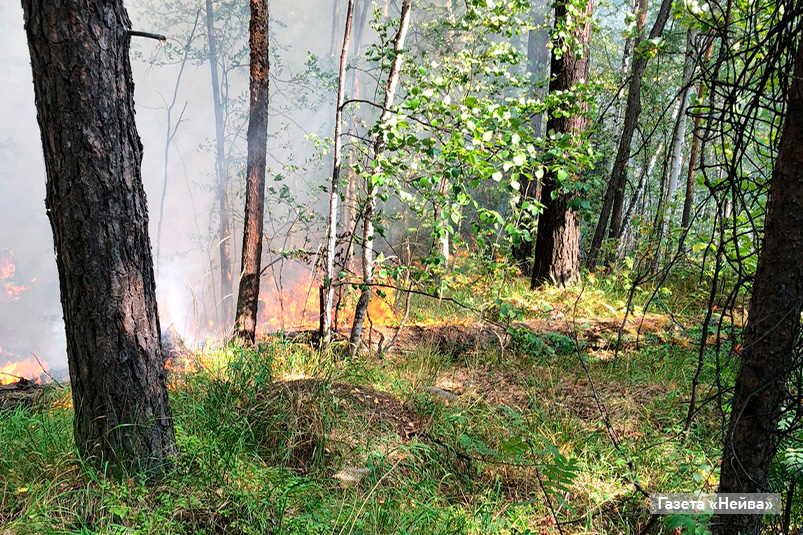лесной пожар